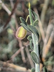 Rhinotropis acanthoclada