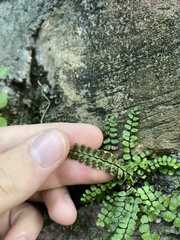 Asplenium trichomanes