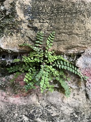 Asplenium trichomanes