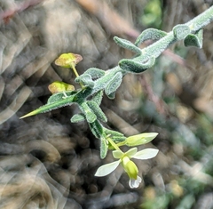 Rhinotropis acanthoclada