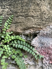 Asplenium trichomanes