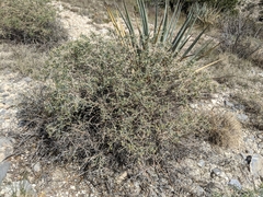 Rhinotropis acanthoclada