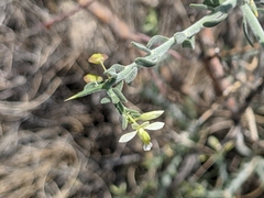 Rhinotropis acanthoclada