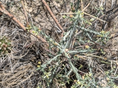 Rhinotropis acanthoclada