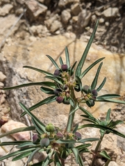 Euphorbia exstipulata