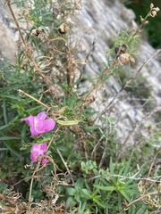 Antirrhinum tortuosum