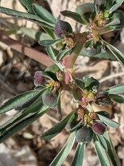 Euphorbia exstipulata
