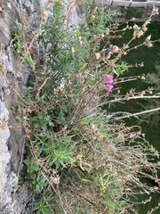 Antirrhinum tortuosum