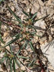 Euphorbia exstipulata