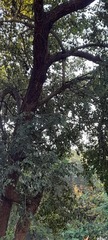 Ficus religiosa
