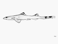 Pygmy Ribbontail Catshark photo 2