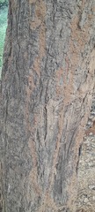 Ficus religiosa