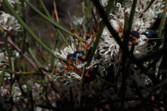 Castiarina grata
