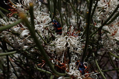 Castiarina grata