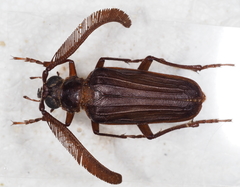 Polyarthron pectinicorne