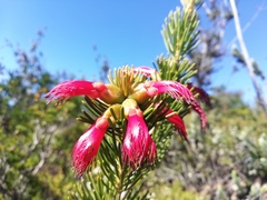 Melaleuca valida