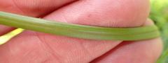 Moraea brevistyla