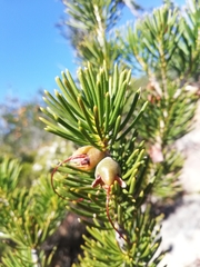 Melaleuca valida