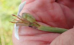 Moraea brevistyla