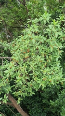 Fagraea fragrans