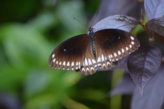 Papilio dravidarum