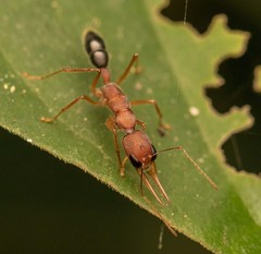 Harpegnathos saltator