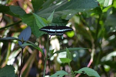 Papilio liomedon