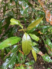 Croton verreauxii