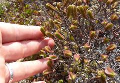 Crassula ericoides ericoides