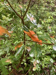 Croton verreauxii