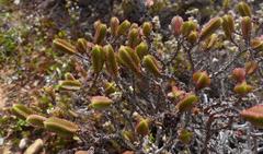 Crassula ericoides ericoides