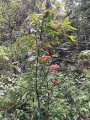 Croton verreauxii