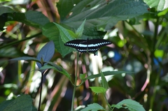 Papilio liomedon
