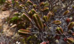 Crassula ericoides ericoides