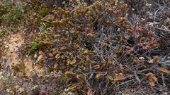 Crassula ericoides ericoides