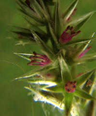 Achyranthes aspera aspera