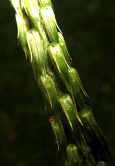 Achyranthes aspera aspera