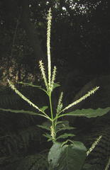 Achyranthes aspera aspera