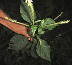 Achyranthes aspera aspera