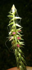 Achyranthes aspera aspera