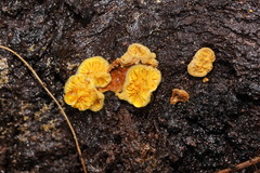 Pseudomerulius curtisii