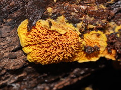 Pseudomerulius curtisii