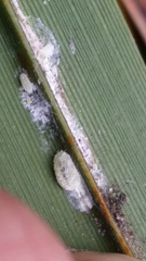 Balanococcus diminutus