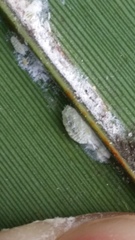 Balanococcus diminutus