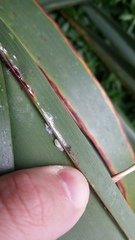 Balanococcus diminutus