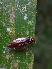 Euphyllodromia angustata