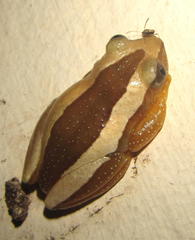 Afrixalus fornasini