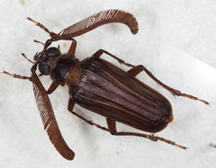 Polyarthron pectinicorne