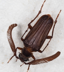 Polyarthron pectinicorne