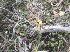 Caladenia integra